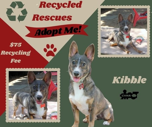 KIBBLE (RECYCLE)