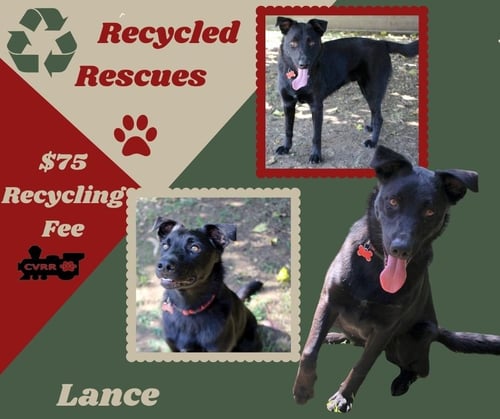 LANCE (RECYCLE) - Border Collie / Retriever available for adoption