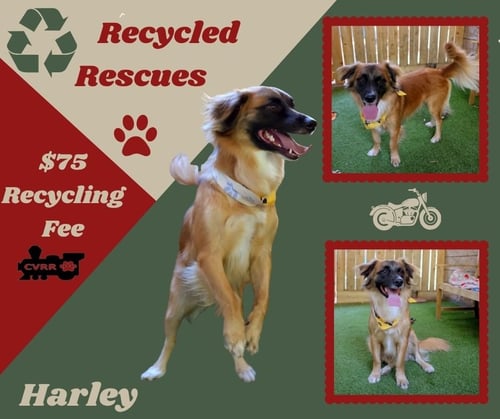 HARLEY (RECYCLE) - Shetland Sheepdog Sheltie / Australian Shepherd available for adoption