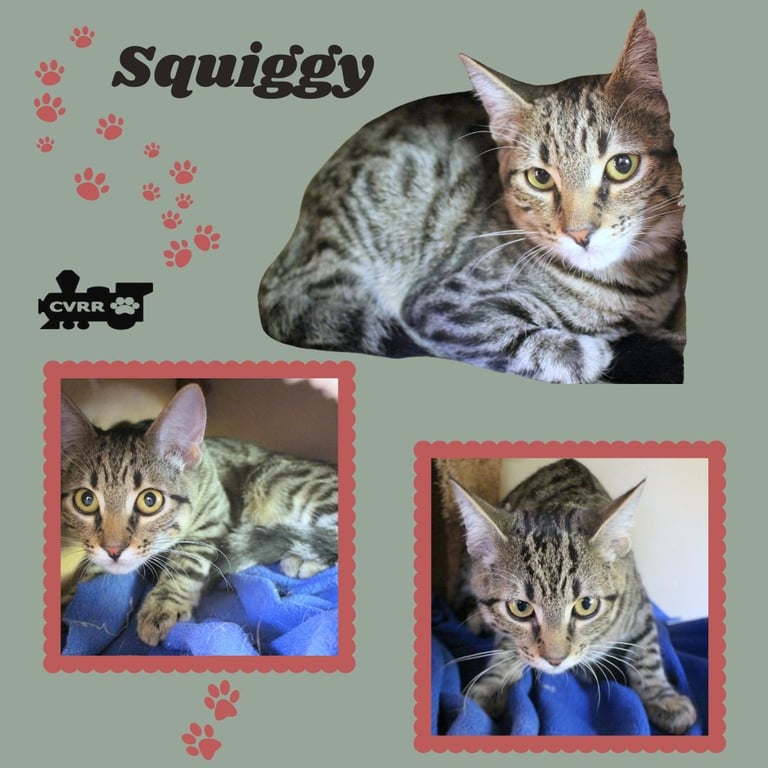 Squiggy (Kitten) Image