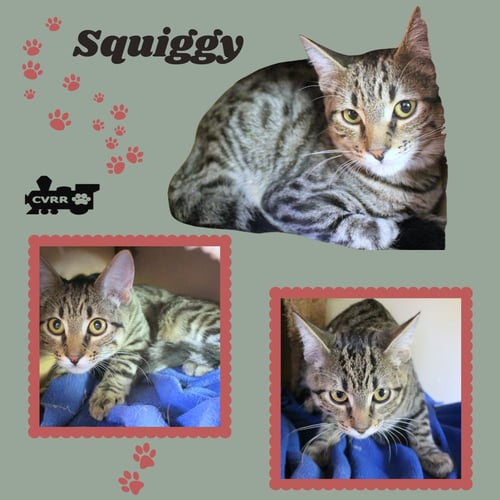 SQUIGGY (KITTEN) - Tabby available for adoption