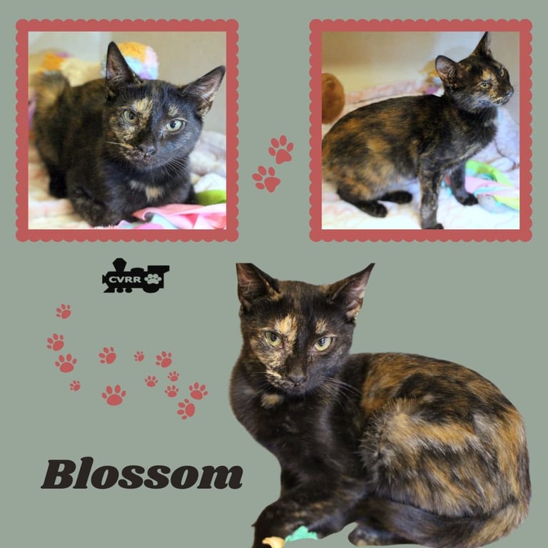 Blossom (Kitten) Image