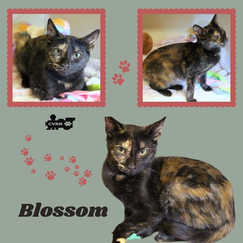 BLOSSOM (KITTEN) - Tortoiseshell available for adoption