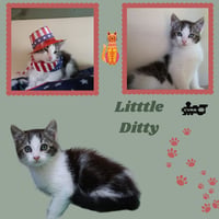 Little Ditty (Kitten) - Photo 1