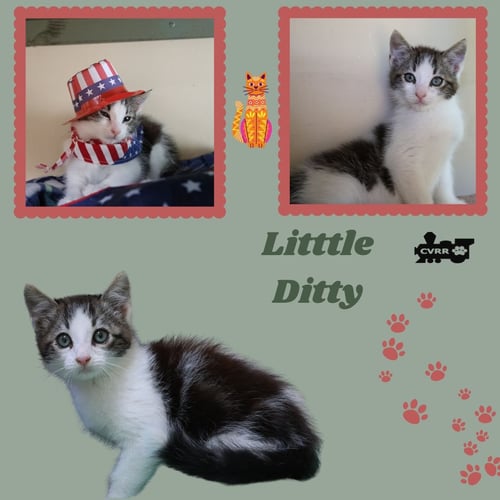 LITTLE DITTY (KITTEN) - Domestic Short Hair for adoption in Visalia