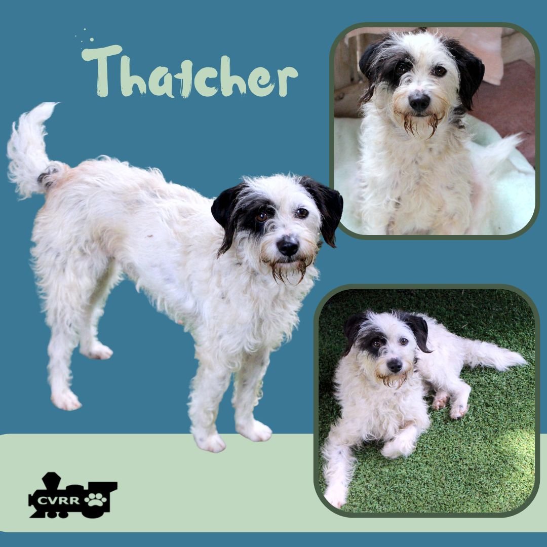 THATCHER - Terrier / Australian Shepherd available for adoption