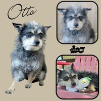 Otto - Photo 1