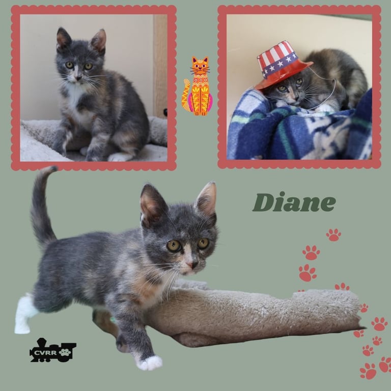 Diane (Kitten) Image