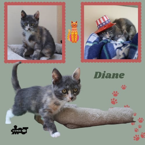 DIANE (KITTEN) - Tortoiseshell for adoption in Visalia