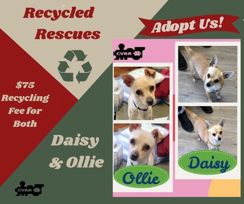 DAISY AND OLLIE  RECYLE) - Chihuahua available for adoption