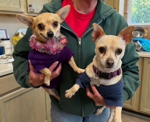 DAISY AND OLLIE  RECYLE) - Chihuahua available for adoption