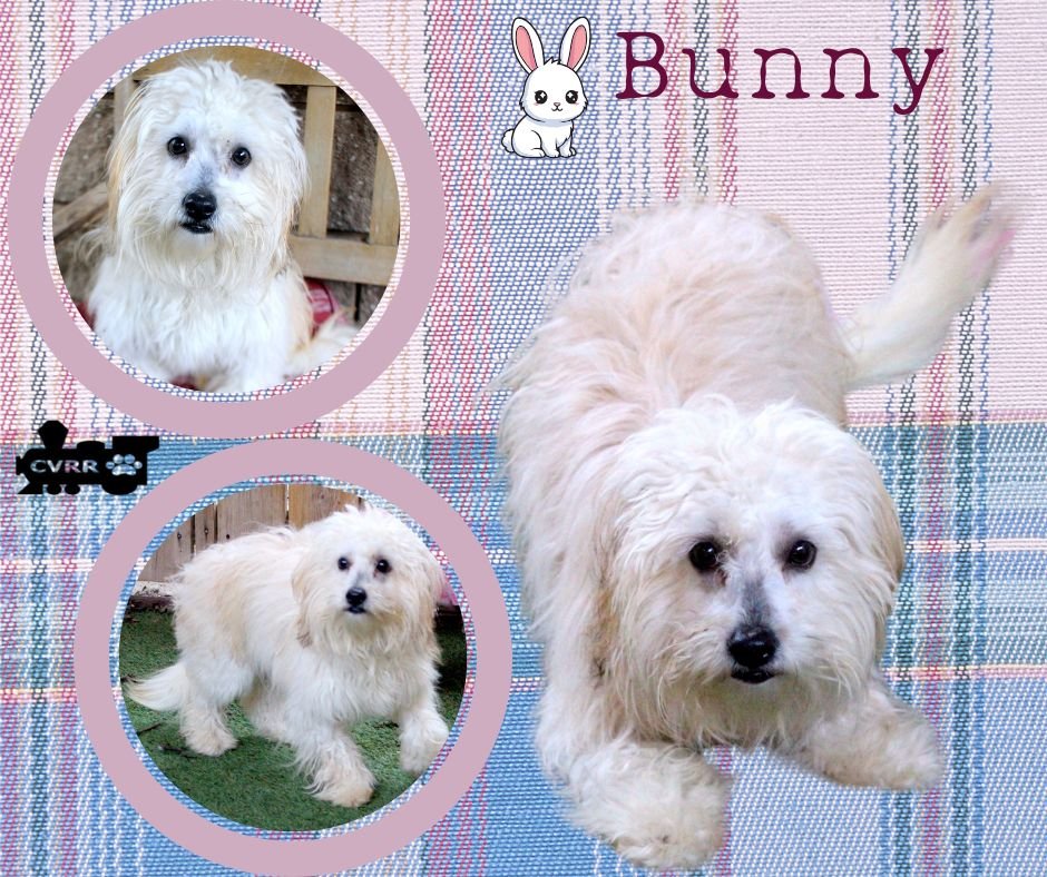 BUNNY (RITZY) - Havanese available for adoption