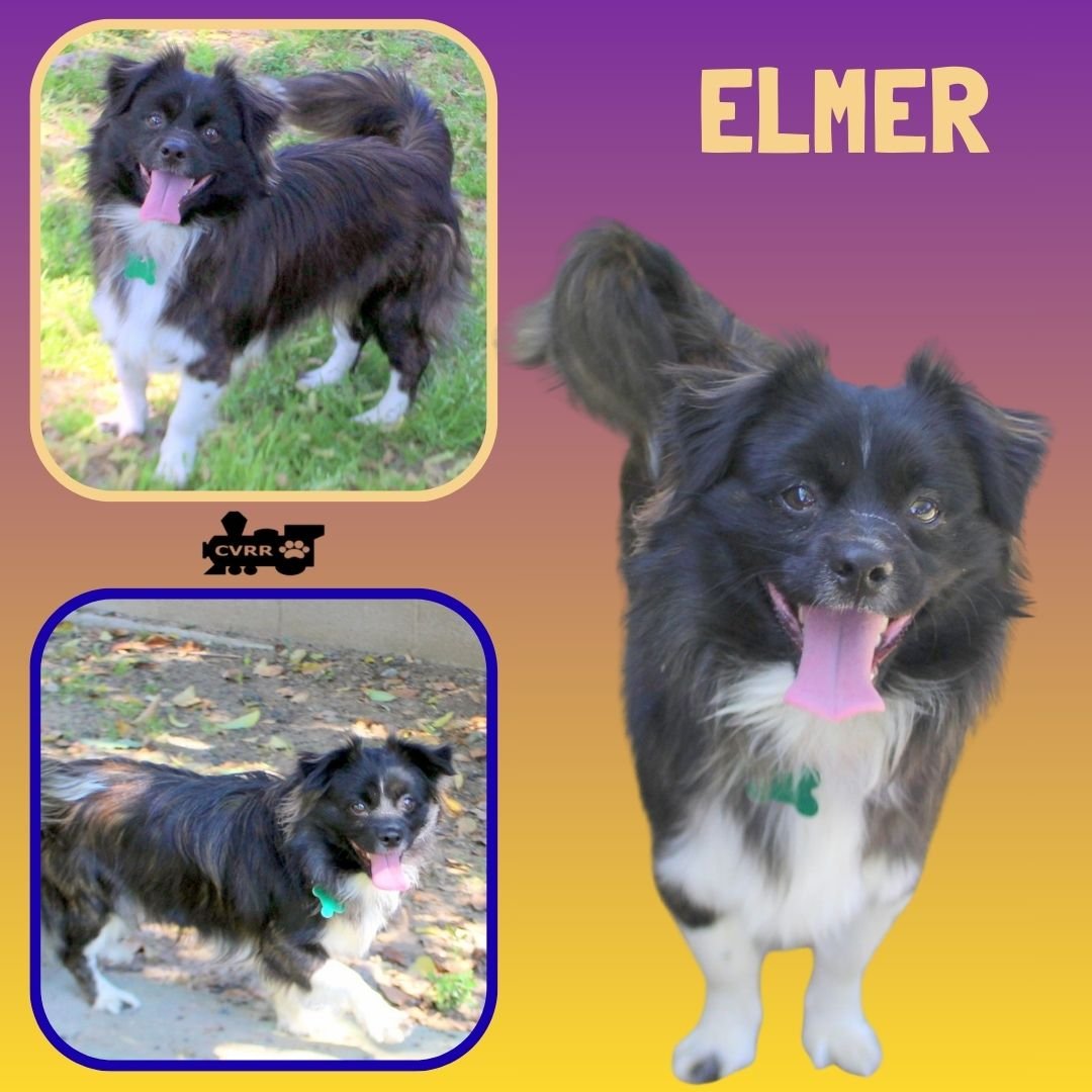 ELMER - Spaniel available for adoption