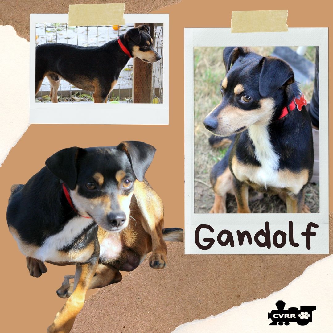 GANDOLF - Manchester Terrier available for adoption