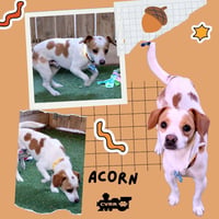 Acorn - Photo 1