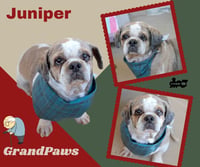 Juniper (GrandPaws) - Photo 1