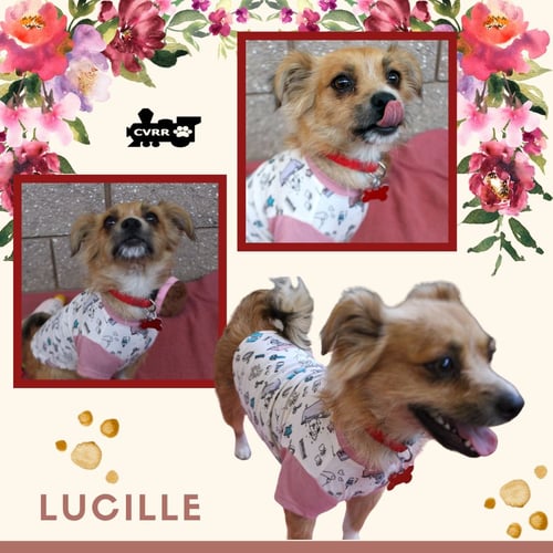 LUCILLE - Spaniel / Terrier available for adoption