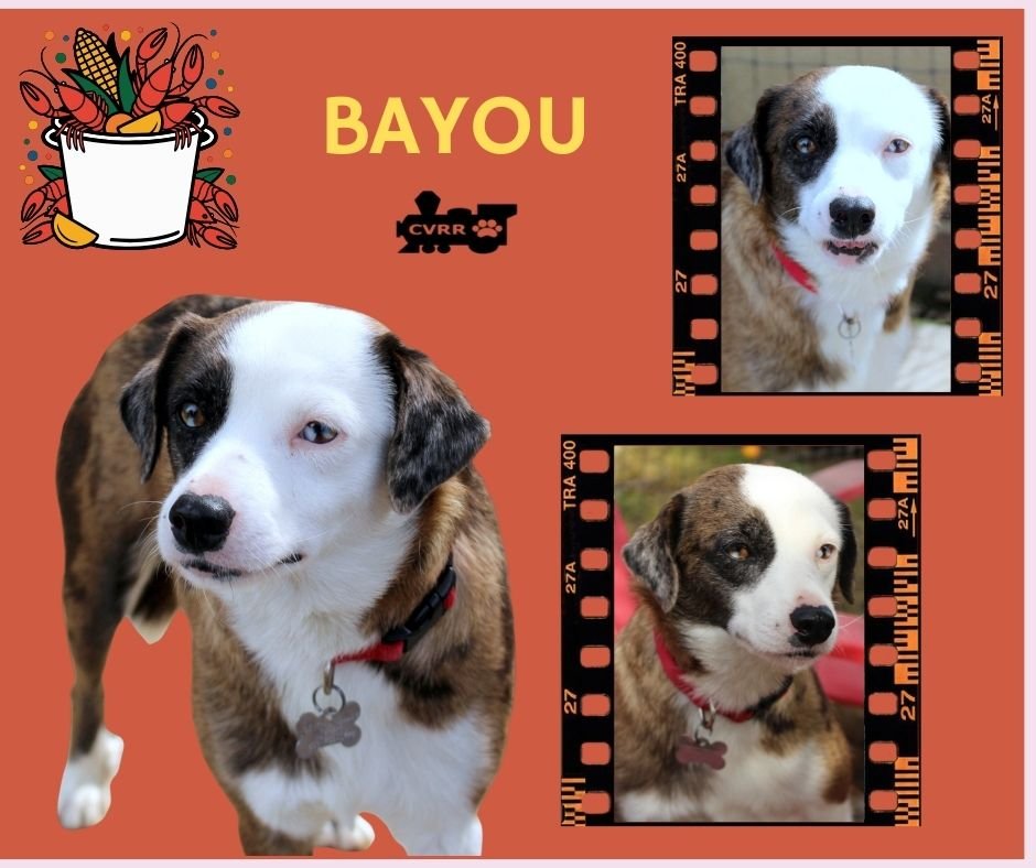 BAYOU - Catahoula Leopard Dog available for adoption