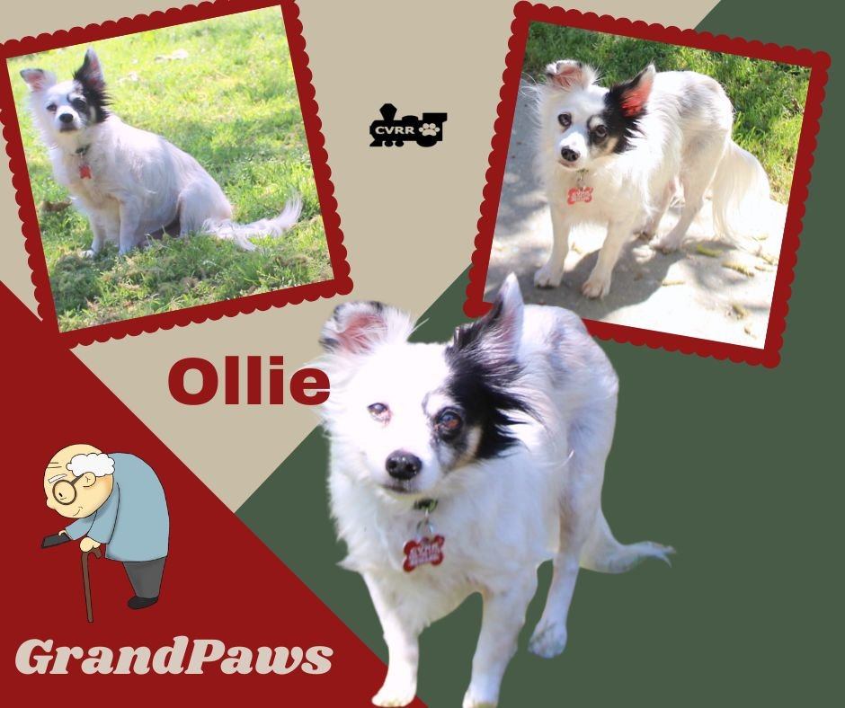 OLLIE (GRANDPAWS) - Papillon available for adoption