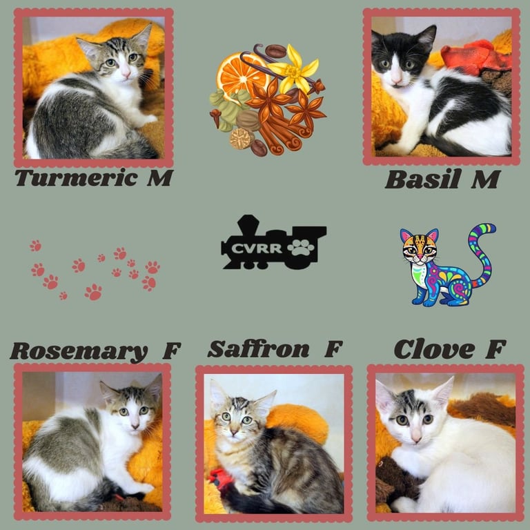 Spice Kittens Image