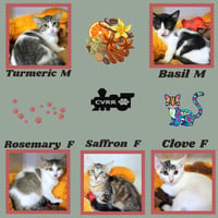 Spice Kittens - Photo 1