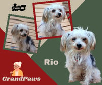 Rio (Ritzy GrandPaws) - Photo 1