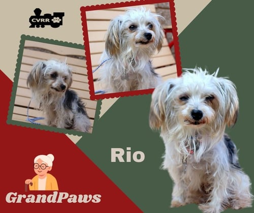 RIO (RITZY GRANDPAWS) - Maltese / Yorkshire Terrier Yorkie available for adoption