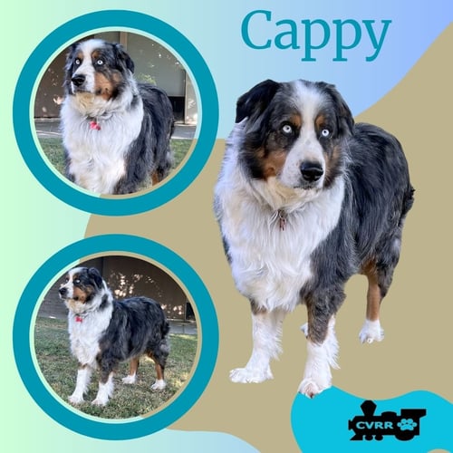 CAPPY (RITZY) - Australian Shepherd available for adoption