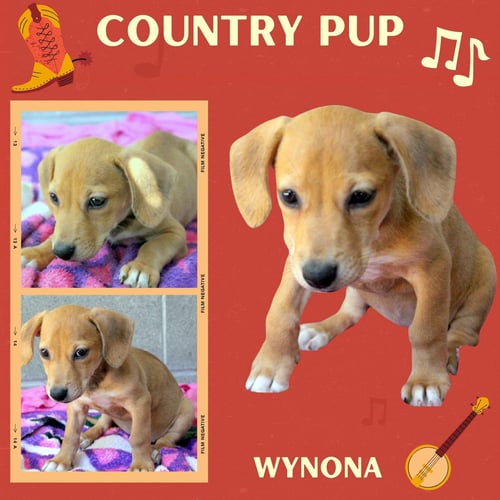 WYNONA (PUPPY) - Hound available for adoption