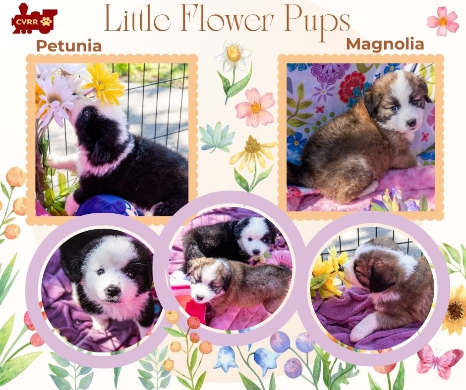 LITTLE FLOWER PUPS (PUPPY) - Australian Shepherd available for adoption