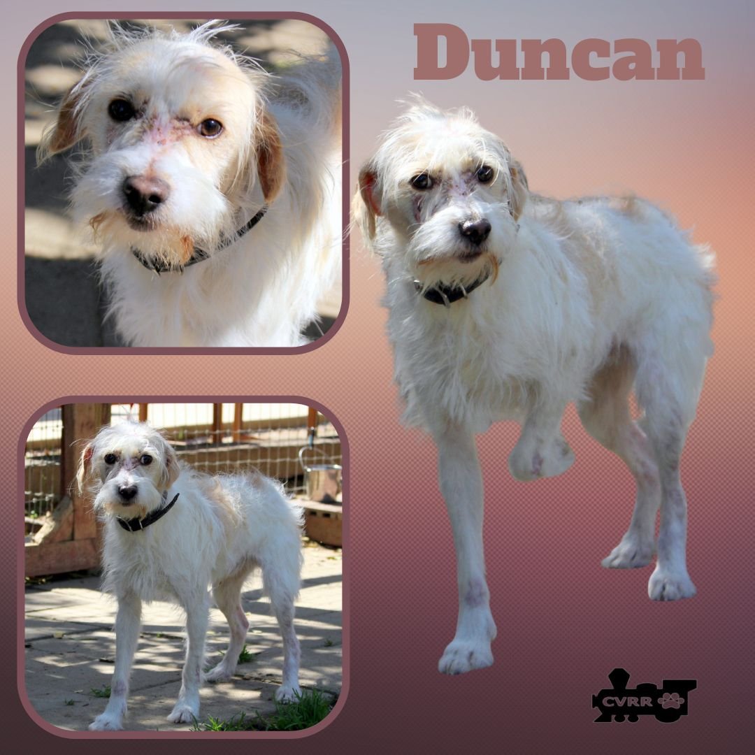 DUNCAN - Terrier / Australian Shepherd available for adoption