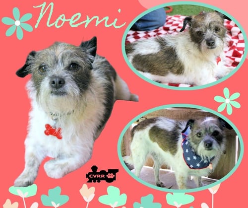 NOEMI - Terrier available for adoption
