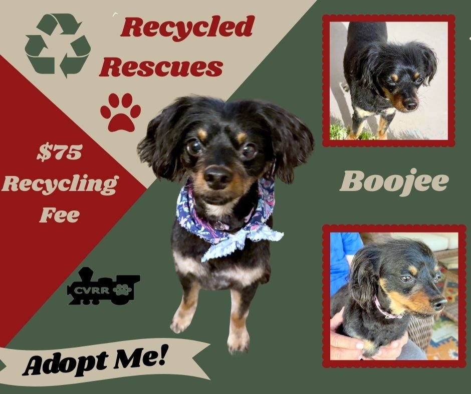 BOUJEE (RECYCLE) - Cavalier King Charles Spaniel available for adoption