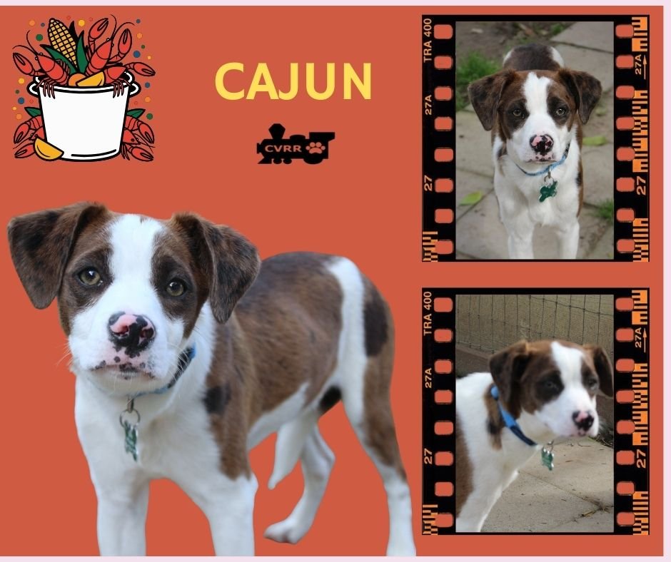 CAJUN - Catahoula Leopard Dog available for adoption