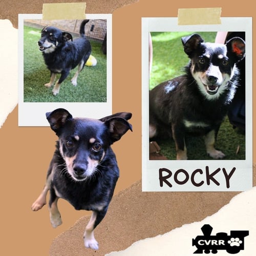 ROCKY - Terrier available for adoption