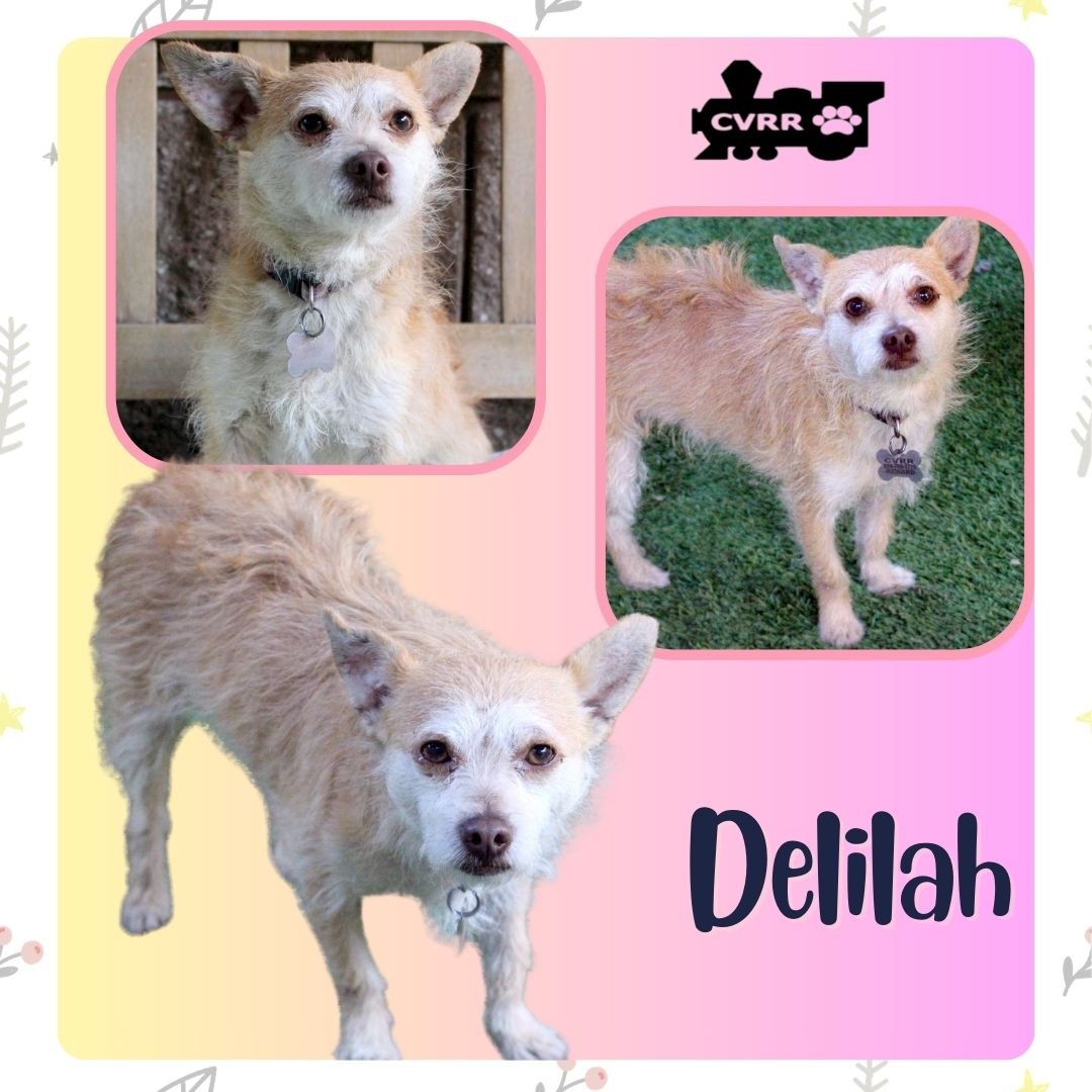 DELILAH - Terrier available for adoption