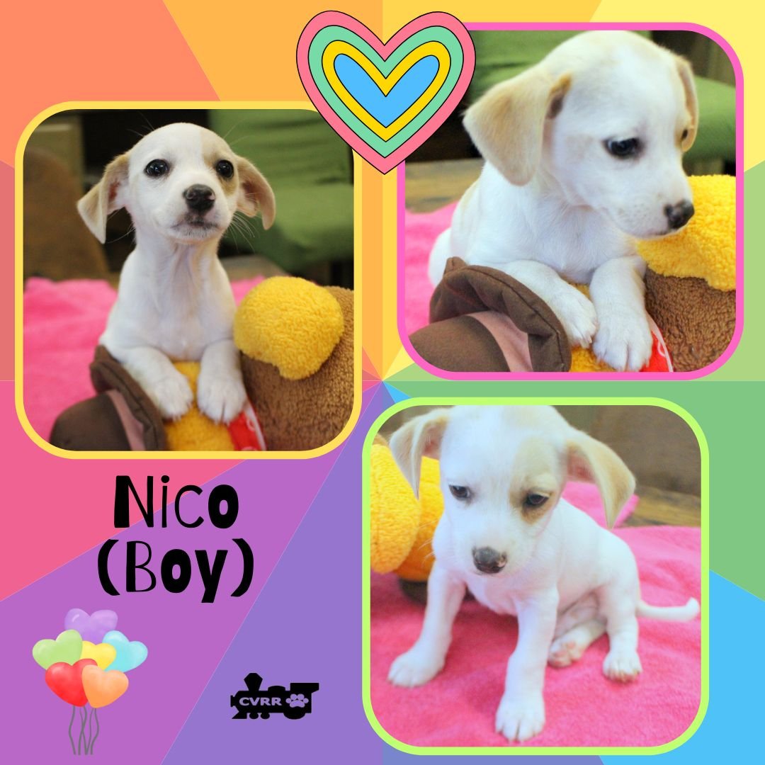 NICO (PUPPY) - Terrier available for adoption