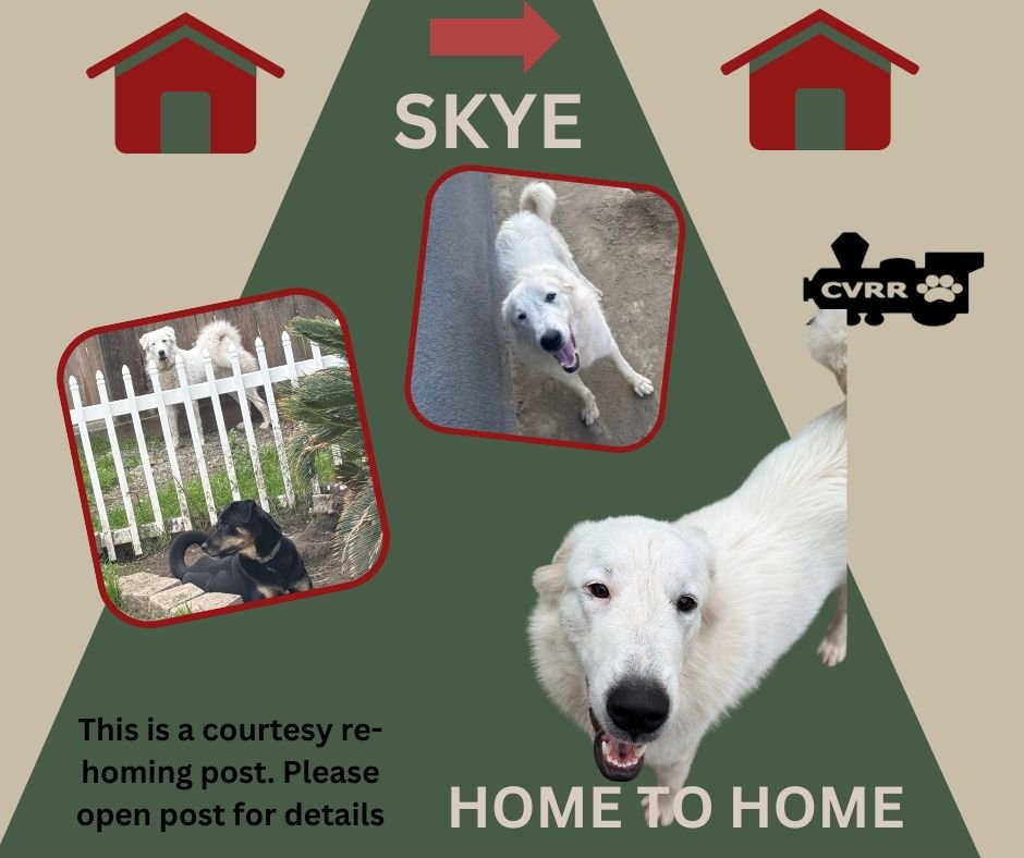 *SKYE* HOME TO HOME - Great Pyrenees available for adoption