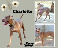 Charlotte - Photo 1