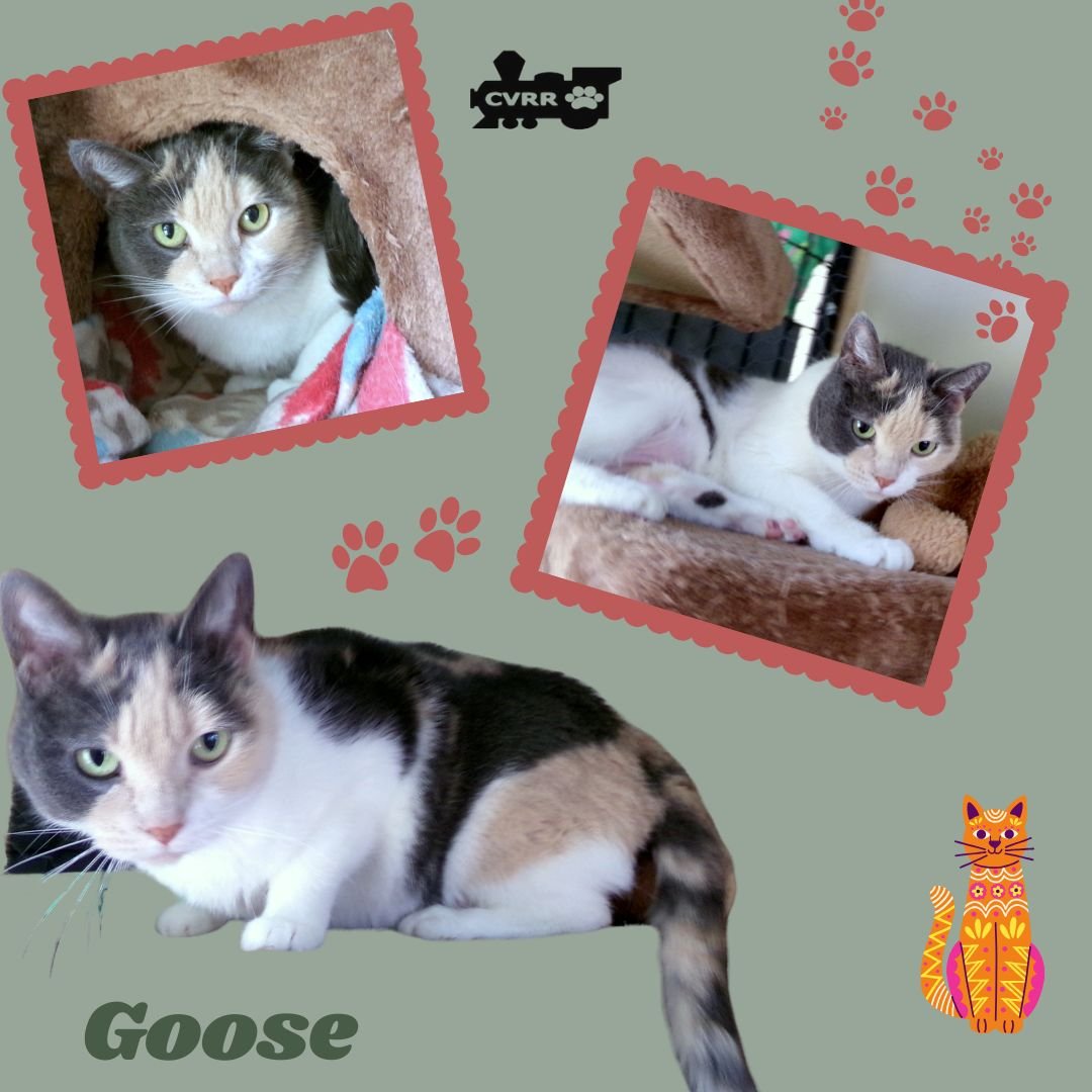GOOSE (CAT) - Dilute Calico available for adoption