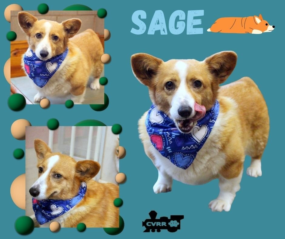 SAGE (RITZY) - Corgi available for adoption