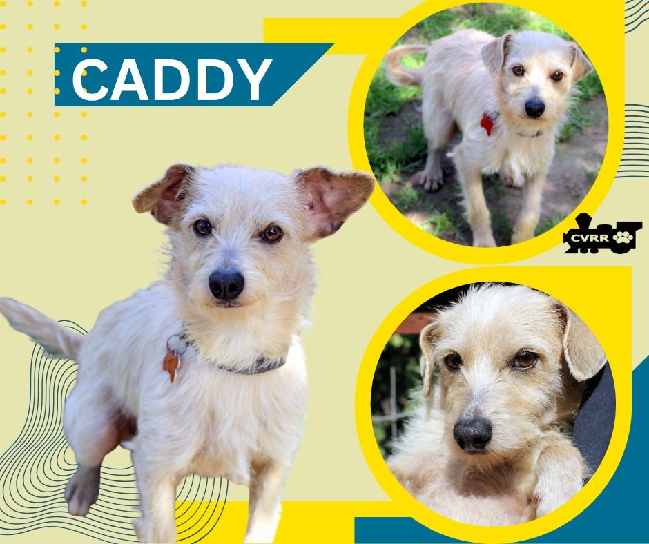 CADDY - Terrier available for adoption