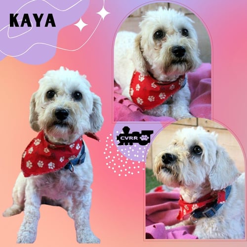 KAYA (RITZY)