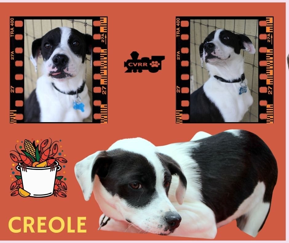 CREOLE - Catahoula Leopard Dog available for adoption
