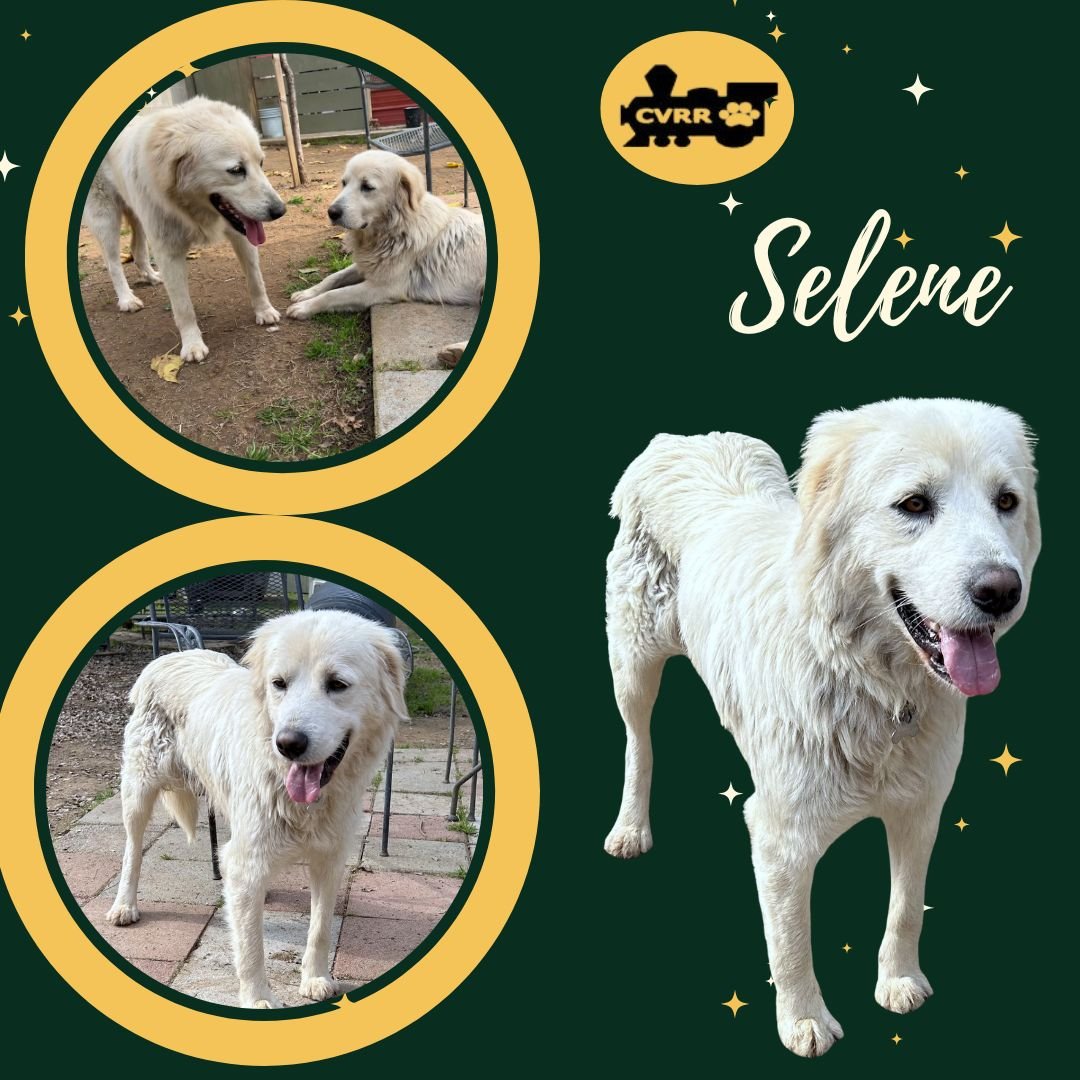 SELENE (RITZY) - Great Pyrenees available for adoption