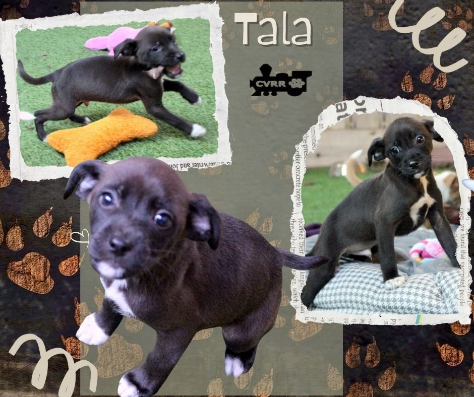 TALA (PUPPY) - Chihuahua / Terrier available for adoption