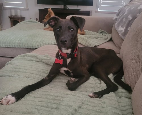 TALON - Chihuahua / Terrier available for adoption