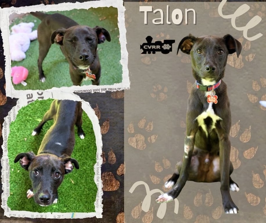 Talon Image