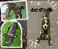 Talon - Photo 1