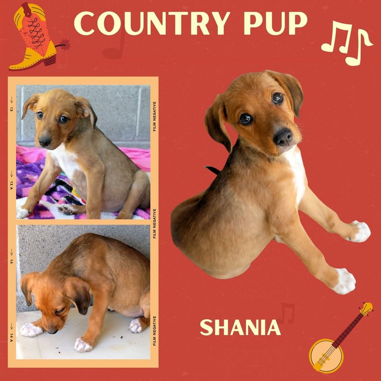 Shania (Puppy) Image